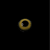 Lentilles de contact de couleur marron kaki Pro