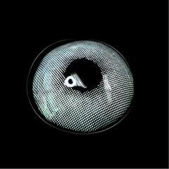 Lemon Hind White Colored Contact Lenses